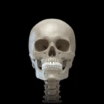 Logo of Skeleton 3D Anatomy android Application 